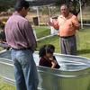 Baptism of new convert